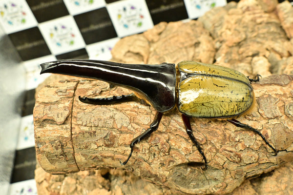 ヘラクレス ヘラクレス　極太極短系統　ペア♂ 140mm♀79ｍｍ