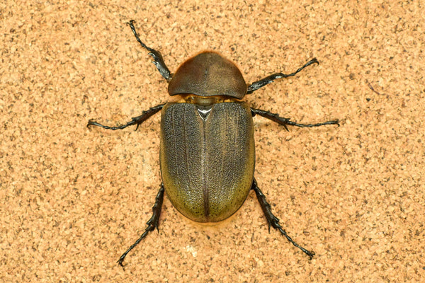 ヘラクレス ヘラクレス　極太極短系統　ペア♂ 140mm♀79ｍｍ