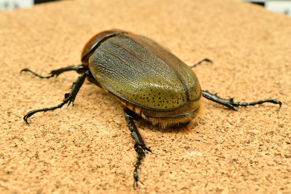 ヘラクレス ヘラクレス　極太極短系統　ペア♂ 140mm♀79ｍｍ