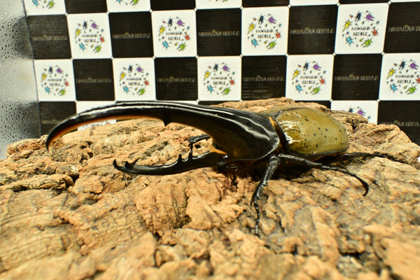 ヘラクレス ヘラクレス　WF3  ♂158.5ｍｍ 　 B品