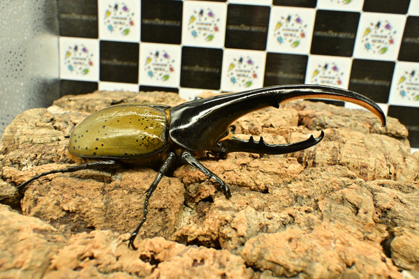 ヘラクレス ヘラクレス　WF3  ♂158.5ｍｍ 　 B品