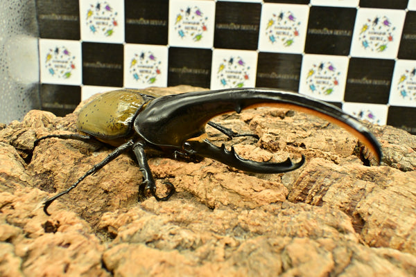 ヘラクレス ヘラクレス　WF3  ♂158.5ｍｍ 　 B品