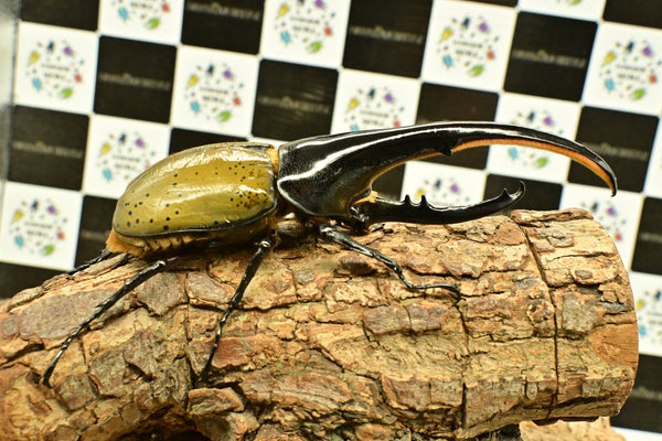 ヘラクレス ヘラクレス　WF3  ♂158.5ｍｍ 　 B品