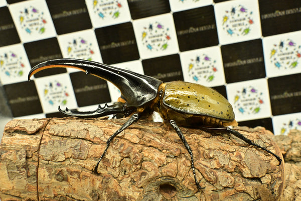 ヘラクレス ヘラクレス　WF3  ♂158.5ｍｍ 　 B品