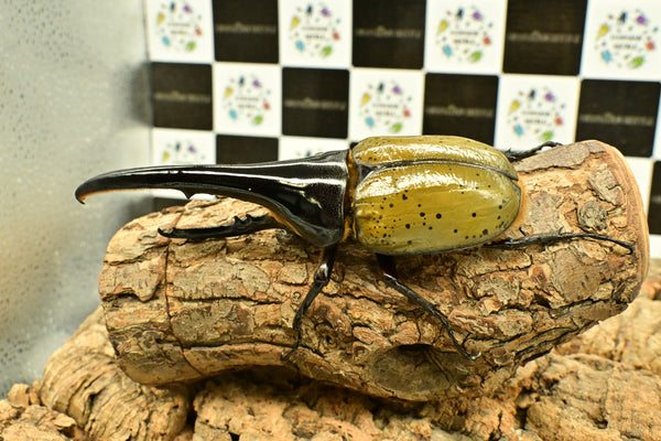 ヘラクレス ヘラクレス　WF3  ♂158.5ｍｍ 　 B品