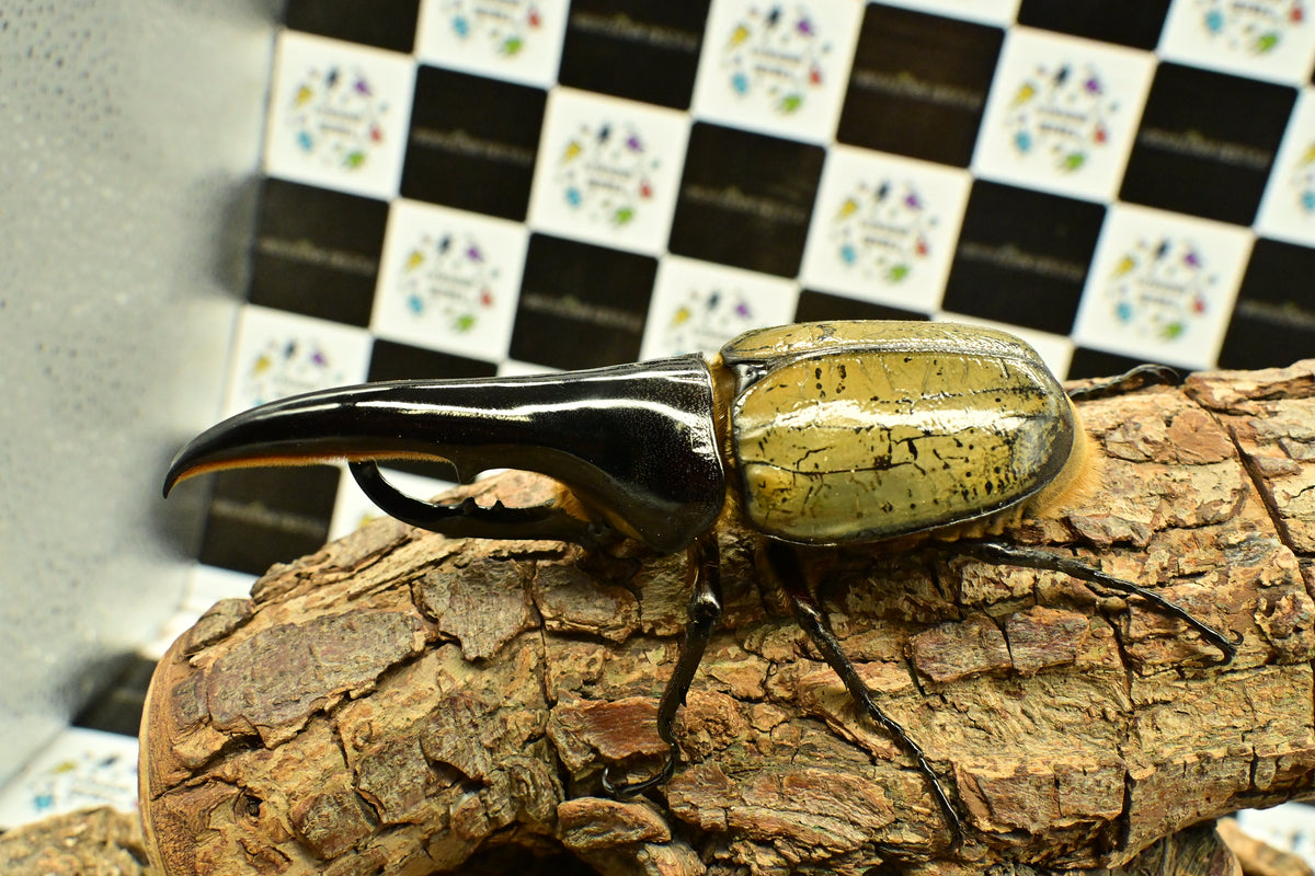 人造昆虫カブトボーグ ヘラクレスオオカブト グリーン06 Amazon.co.jp: 人造昆虫カブトボーグ V×V トムキャットレッド