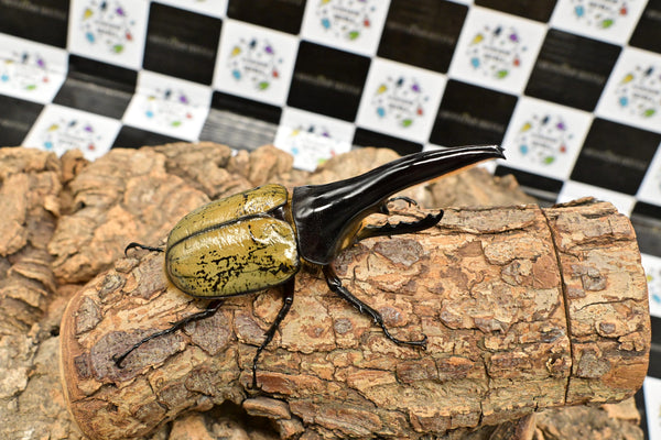 ヘラクレス ヘラクレス　極太極短系統　♂単品 113mm