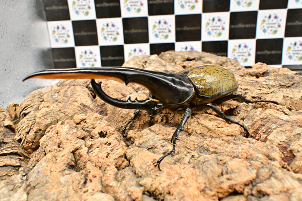 ヘラクレス ヘラクレス　WF3  ♂150ｍｍ 　