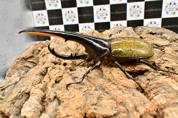 ヘラクレス ヘラクレス　WF3  ♂150ｍｍ 　