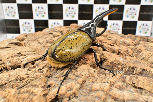ヘラクレス ヘラクレス　WF3  ♂150ｍｍ 　