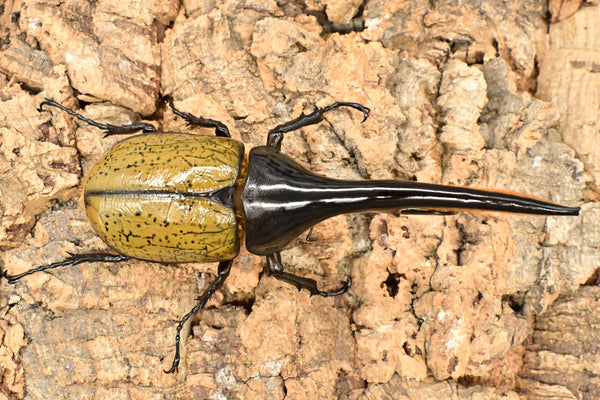 ヘラクレス ヘラクレス　WF3  ♂150ｍｍ 　