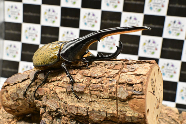 ヘラクレス ヘラクレス　WF3  ♂150ｍｍ 　