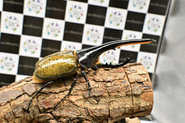 ヘラクレス ヘラクレス　WF3  ♂150ｍｍ 　