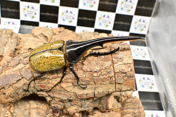 ヘラクレス ヘラクレス　WF3  ♂150ｍｍ 　