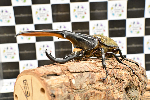 ヘラクレス ヘラクレス　WF3  ♂150ｍｍ 　