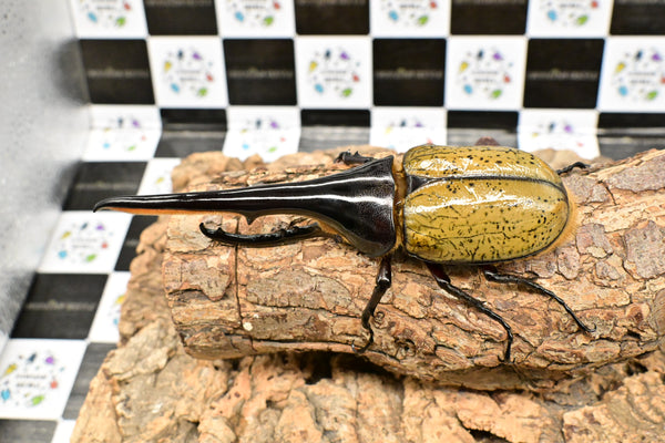 ヘラクレス ヘラクレス　WF3  ♂150ｍｍ 　