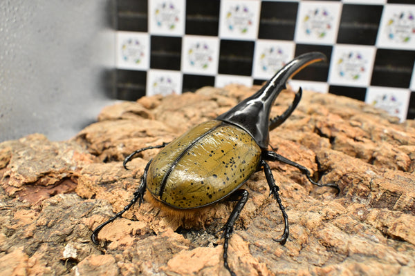 ヘラクレス ヘラクレス　WF3  ♂157ｍｍ 　