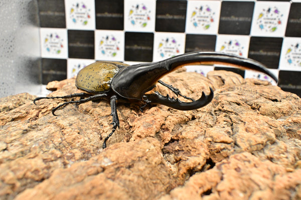 ヘラクレス ヘラクレス　WF3  ♂157ｍｍ 　
