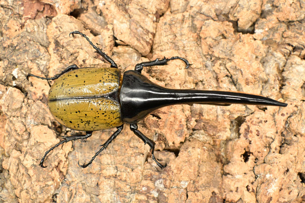 ヘラクレス ヘラクレス　WF3  ♂157ｍｍ 　
