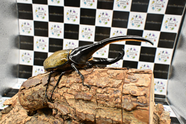 ヘラクレス ヘラクレス　WF3  ♂157ｍｍ 　