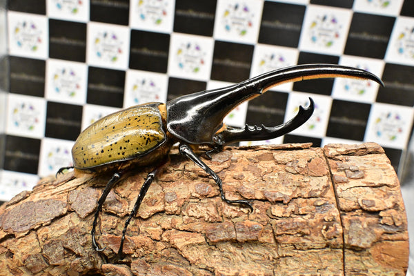 ヘラクレス ヘラクレス　WF3  ♂157ｍｍ 　