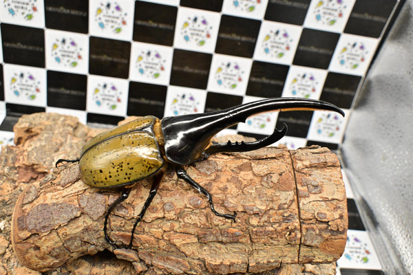 ヘラクレス ヘラクレス　WF3  ♂157ｍｍ 　