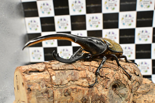 ヘラクレス ヘラクレス　WF3  ♂157ｍｍ 　