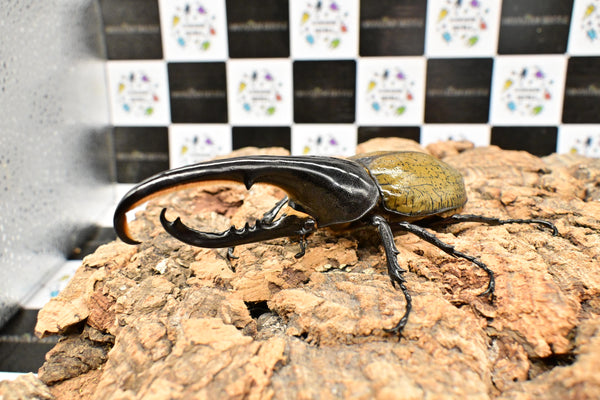 ヘラクレス ヘラクレス　WF3  ♂130ｍｍ  B品