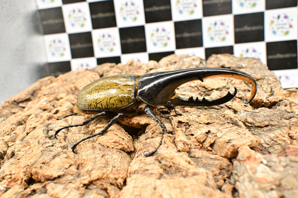 ヘラクレス ヘラクレス　WF3  ♂130ｍｍ  B品