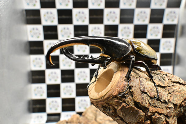 ヘラクレス ヘラクレス　WF3  ♂130ｍｍ  B品