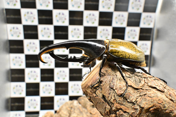 ヘラクレス ヘラクレス　WF3  ♂130ｍｍ  B品