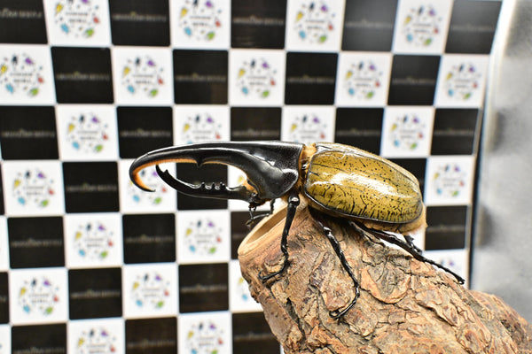ヘラクレス ヘラクレス　WF3  ♂130ｍｍ  B品