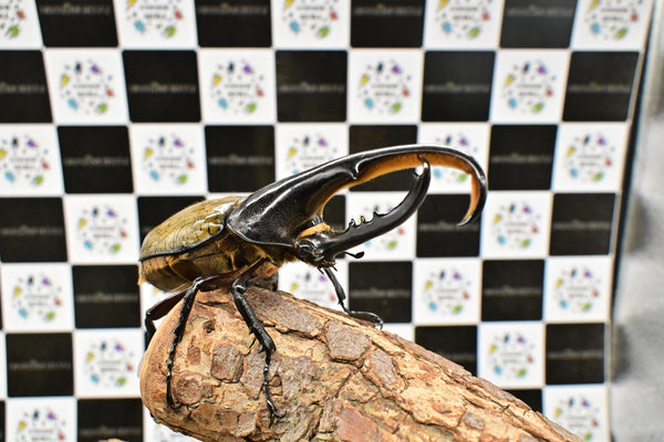 ヘラクレス ヘラクレス　WF3  ♂130ｍｍ  B品