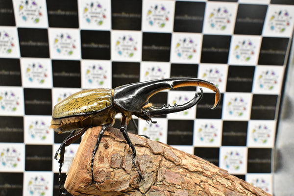 ヘラクレス ヘラクレス　WF3  ♂130ｍｍ  B品