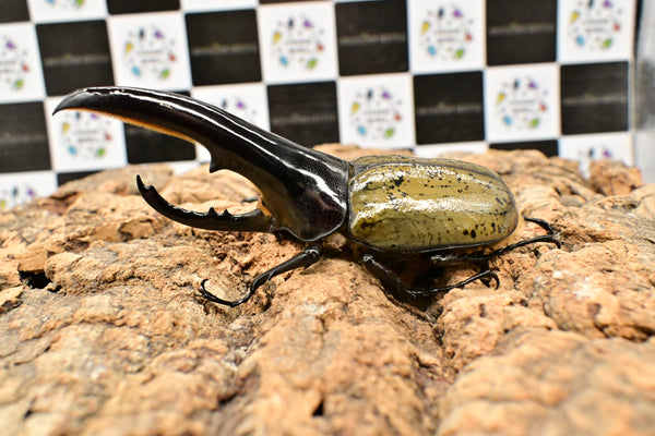 ヘラクレス ヘラクレス　極太極短系統　♂単品 127mm