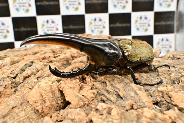 ヘラクレス ヘラクレス　極太極短系統　♂単品 121mm  B品
