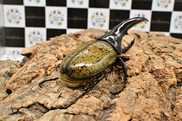 ヘラクレス ヘラクレス　極太極短系統　♂単品 121mm  B品
