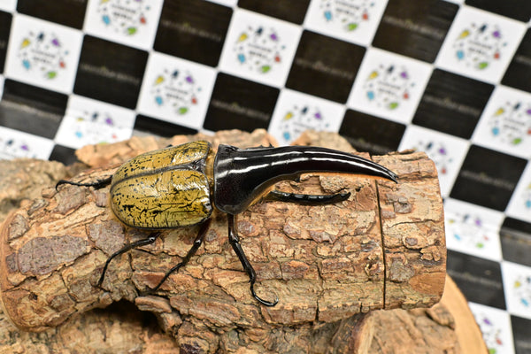 ヘラクレス ヘラクレス　極太極短系統　♂単品 121mm  B品