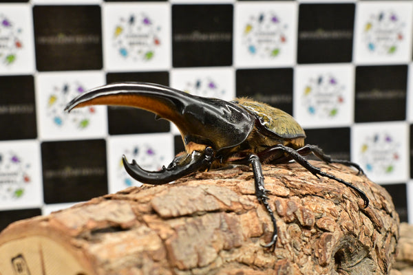 ヘラクレス ヘラクレス　極太極短系統　♂単品 121mm  B品