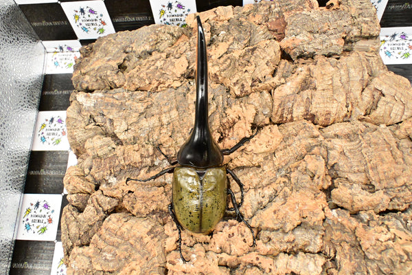 ヘラクレス ヘラクレス　WF3  ♂151ｍｍ 　