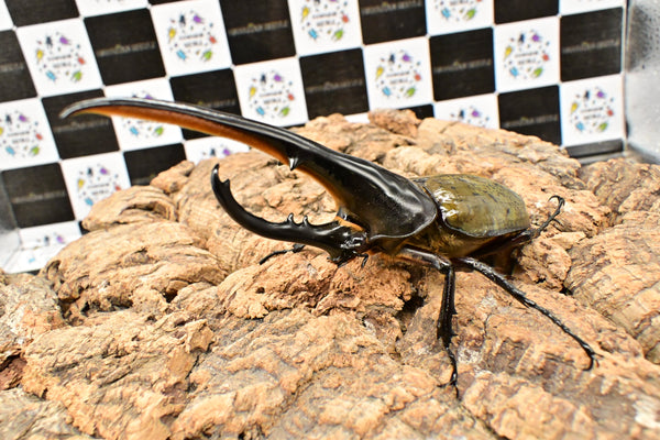 ヘラクレス ヘラクレス　WF3  ♂151ｍｍ 　
