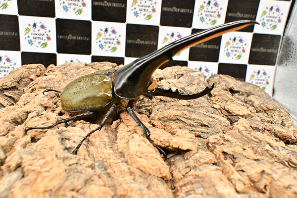 ヘラクレス ヘラクレス　WF3  ♂151ｍｍ 　