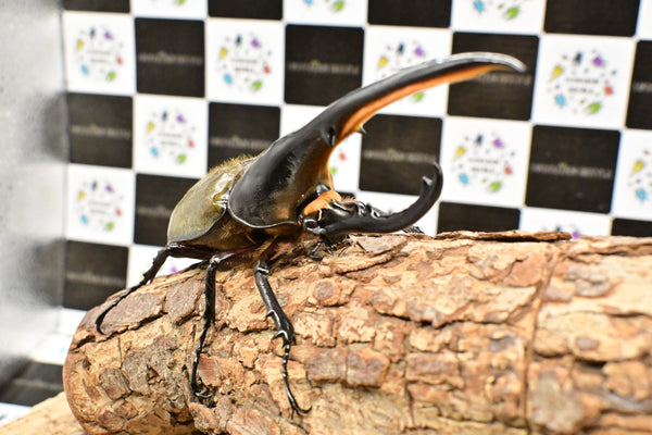 ヘラクレス ヘラクレス　WF3  ♂151ｍｍ 　