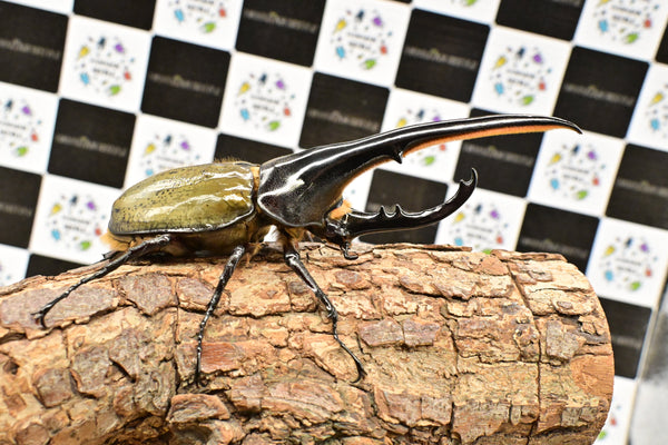 ヘラクレス ヘラクレス　WF3  ♂151ｍｍ 　