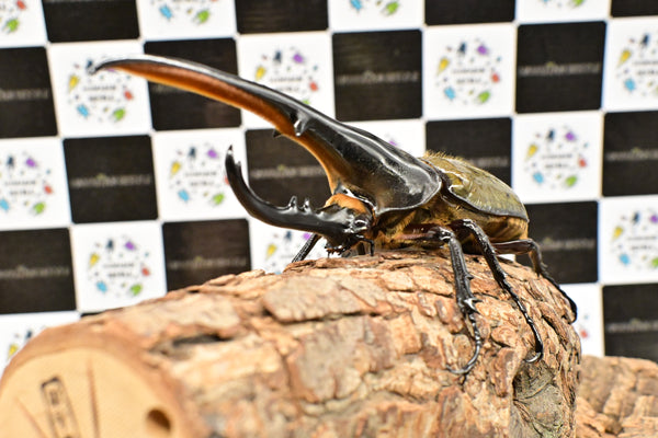 ヘラクレス ヘラクレス　WF3  ♂151ｍｍ 　