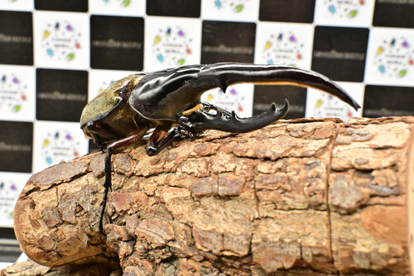ヘラクレス ヘラクレス　WF3  ♂153ｍｍ   B品　