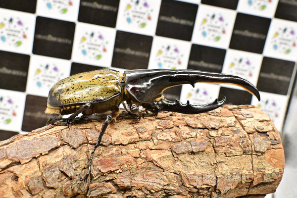 ヘラクレス ヘラクレス　WF3  ♂153ｍｍ   B品　