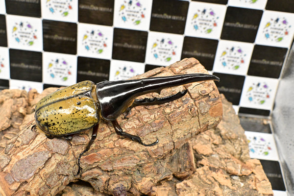 ヘラクレス ヘラクレス　WF3  ♂153ｍｍ   B品　