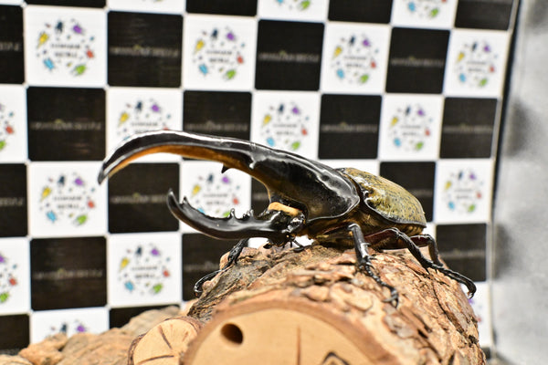 ヘラクレス ヘラクレス　WF3  ♂153ｍｍ   B品　