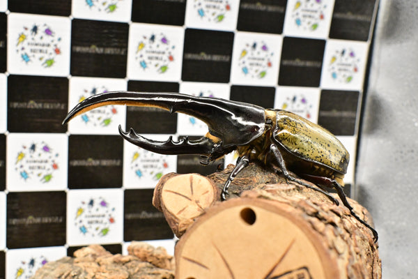 ヘラクレス ヘラクレス　WF3  ♂153ｍｍ   B品　